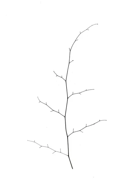 白い背景に隔離されたアジアンタンザニア植物の乾燥したツイッグ — ストック写真