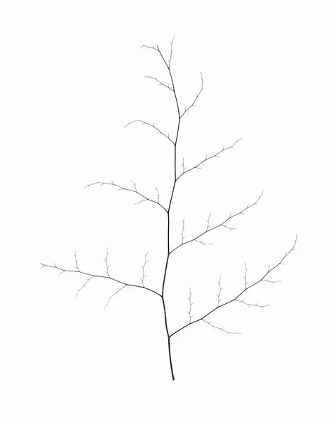 Ξηρό Κλαδί Ενός Φυτού Adiantum Fern Που Απομονώνεται Λευκό Φόντο — Φωτογραφία Αρχείου