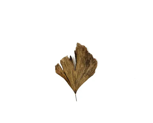 Dried Fern Leaf Adiantum Peruvianum Isolated White Background — Stock Photo, Image