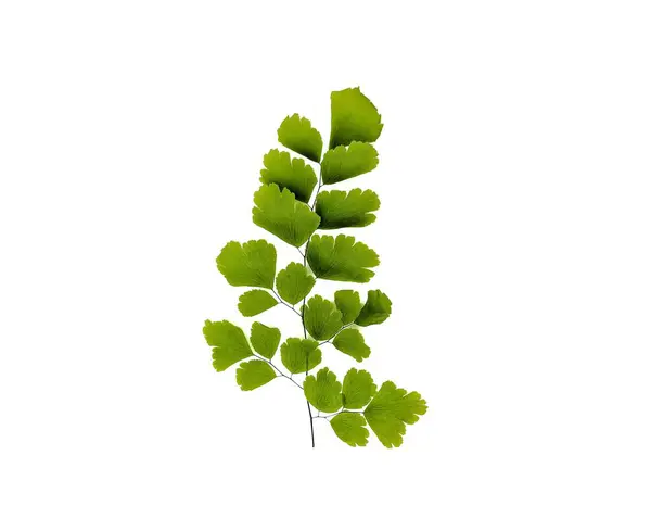 Blätter Der Farnpflanze Adiantum Raddianum Isoliert Auf Weißem Hintergrund — Stockfoto