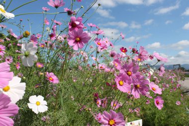 Chiang Mai 'deki çiçek tarlası.