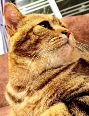 Kedilerimi izlemek bile beni mutlu edebilir.