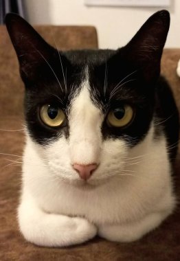 Kedilerimi izlemek bile beni mutlu edebilir.