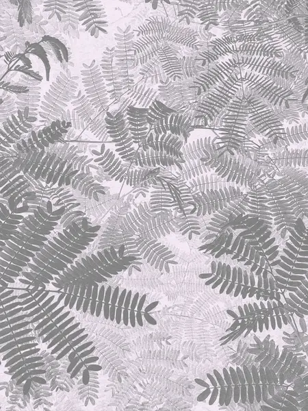 The black and white background image is like a painting of fern leaves in the forest.