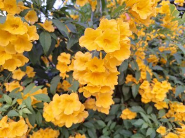 Bahçedeki sarı çiçeklerin resmi