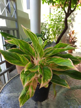 Ev dekorasyonu için saksı bitkileri