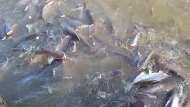 河中斯瓦希鱼吃面包的录像 — 图库视频影像