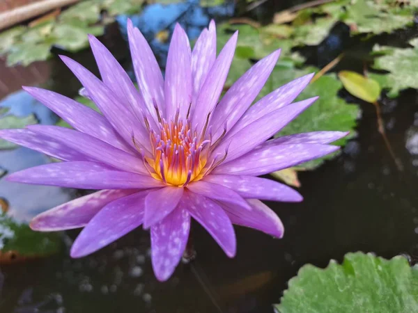Purple lotus in the pond