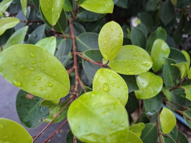 Yaprakların üzerindeki su damlacıklarının bulanık bir çizimi.
