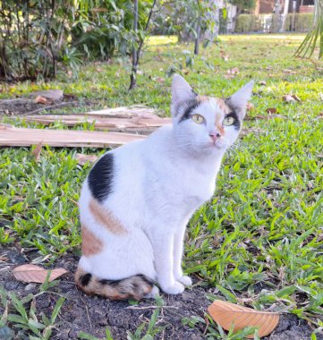 Doğal bir bahçede oturan üç renkli bir kedi resmi.