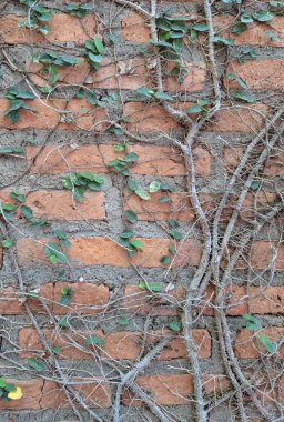 Ivy roots clinging to the wall clipart