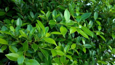 Bahçeyi süsleyen taze yeşil yaprakların resmi