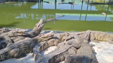 Gölette çok timsah var.