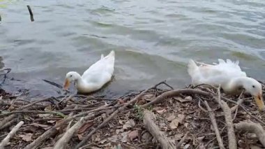 Ördekler nehirde yüzer