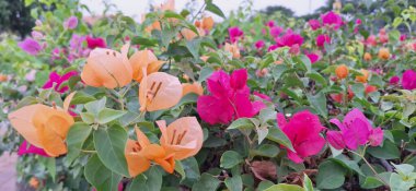 Renkli bir bahçede Bougainvillea Çiçekleri