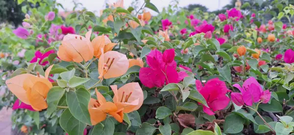 Renkli bir bahçede Bougainvillea Çiçekleri