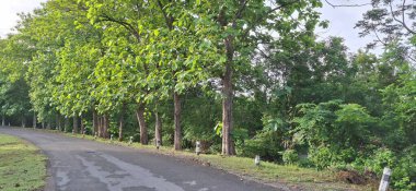 Yağmurdan sonra ormanda ıslak asfalt yol.