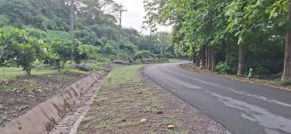Ormanda her iki tarafında ağaçlar ve çalılar olan bir patika.