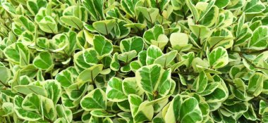 Yoğun yeşil ve beyaz yaprakların yakın plan görüntüsü.