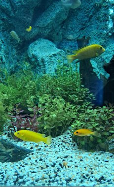 Açık Deniz Goldie Akvaryumda yüzen küçük balık.