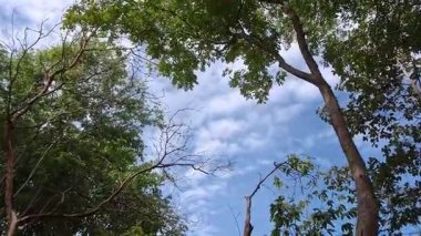 Alttaki yeşil ağaçların arka planında mavi gökyüzü var. Kamera yukarı bakıyor. İleri git. .