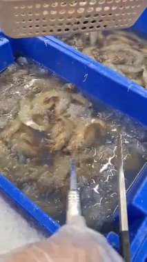 Pazarda taze karides. Yakından bakınca taze beyaz karides tutuyor.