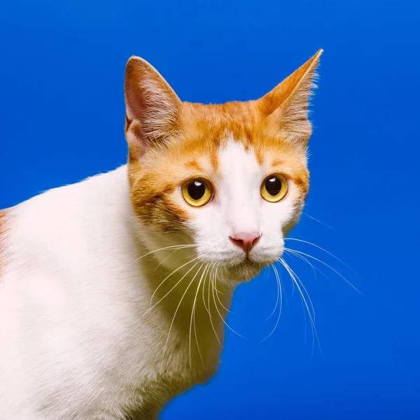 แมวส ขาวท าตาลสว างบนพ นหล — ภาพถ่ายสต็อก