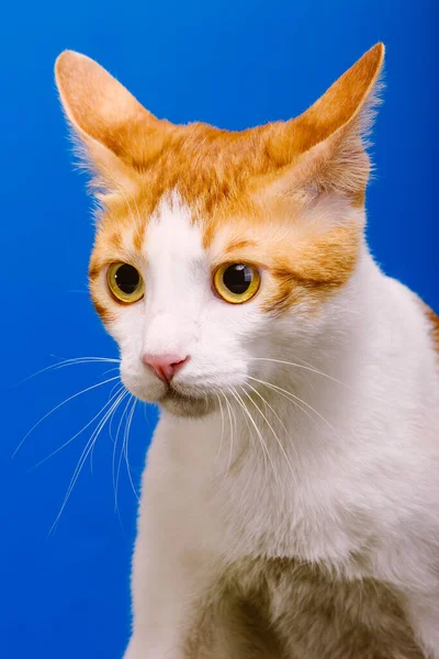 แมวส ขาวท าตาลสว างบนพ นหล — ภาพถ่ายสต็อก