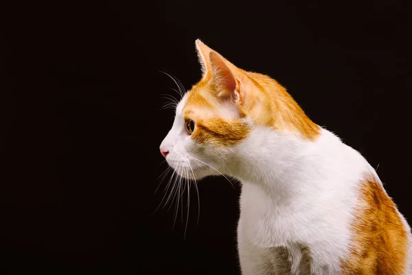 รายละเอ ยดของแมวส ขาวท าตาลอ อนบนพ นหล — ภาพถ่ายสต็อก