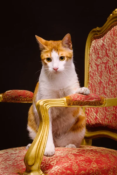 ปภาพของแมวน งบนเก แดงและทอง — ภาพถ่ายสต็อก