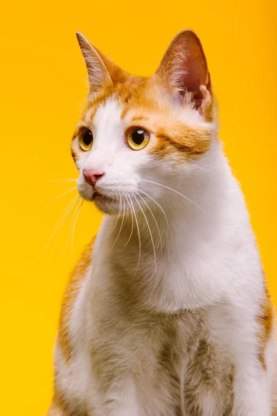 Detailní Záběr Bílé Kočky Světle Hnědými Skvrnami Žlutém Pozadí — Stock fotografie