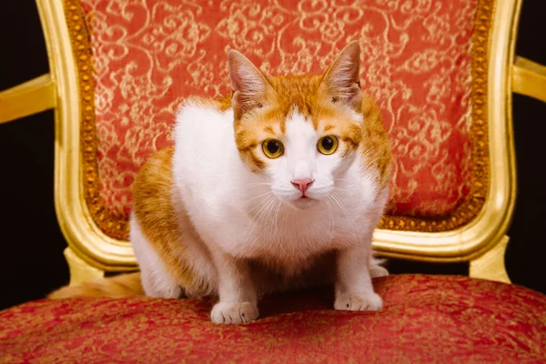 Portrait Cat Sitting Stately Red Gold Chair — Stock Photo, Image