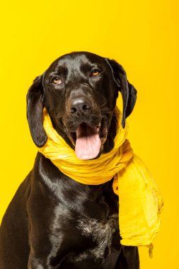 Sarı eşarp takan siyah Labrador Retriever köpeğinin stüdyo portresi.