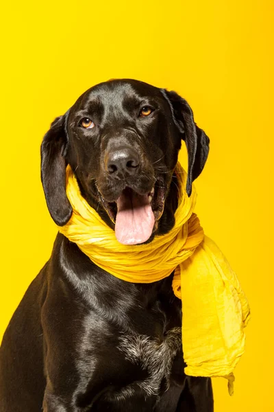 Estúdio Retrato Preto Labrador Retriever Cão Vestindo Lenço Amarelo — Fotografia de Stock