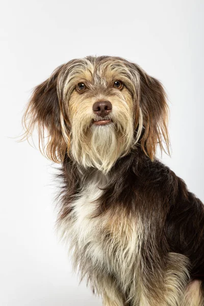 Студійний Портрет Чарівної Пухнастої Собаки Білому Тлі — стокове фото