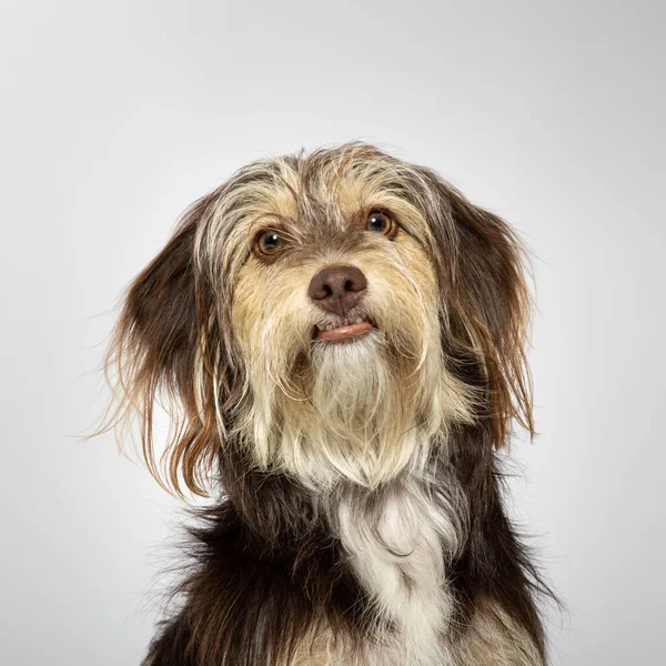 Studio Portret Van Een Schattig Harig Hondje Witte Achtergrond — Stockfoto