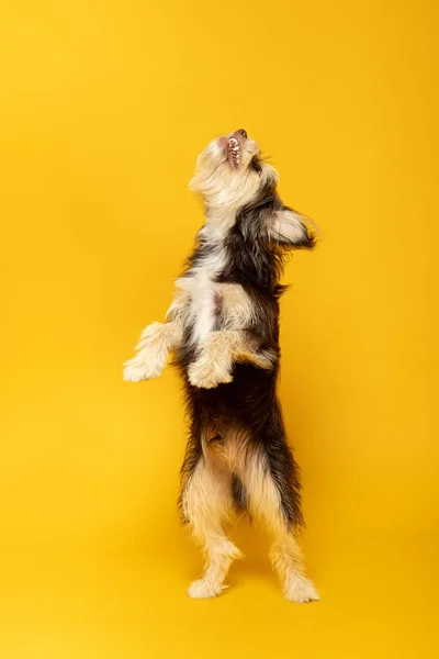 Energetico Cucciolo Peloso Piedi Guardando Sfondo Giallo — Foto Stock