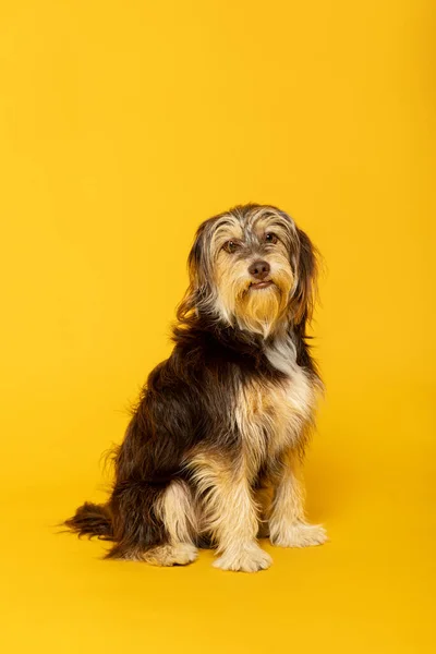 Estúdio Retrato Filhote Cachorro Peludo Adorável Fundo Amarelo — Fotografia de Stock