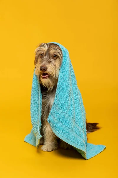 Estúdio Tiro Filhote Cachorro Peludo Adorável Com Uma Toalha Cor — Fotografia de Stock
