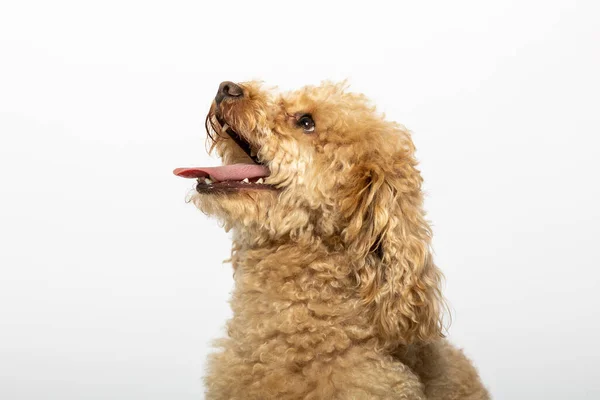 Beyaz Arka Planda Küçük Bir Fino Köpeğinin Stüdyo Portresi — Stok fotoğraf