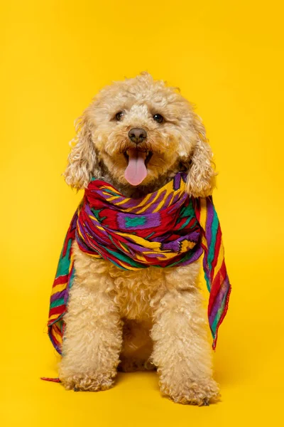 Pequeno Poodle Abricot Com Lenço Colorido Seu Pescoço Fundo Amarelo — Fotografia de Stock