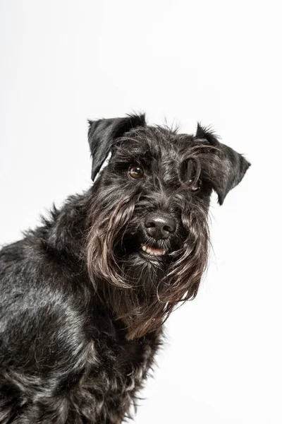 Studio Portret Van Een Zwarte Miniatuur Schnauzer Hond Tegen Witte — Stockfoto