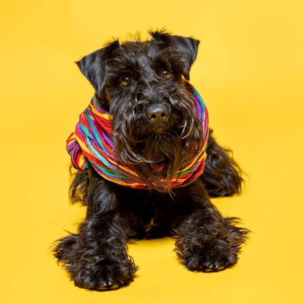 Miniature schnauzer dog with a colorful scarf on his neck against a yellow background.
