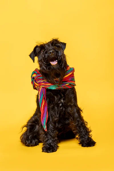 Miniature schnauzer dog with a colorful scarf on his neck against a yellow background.