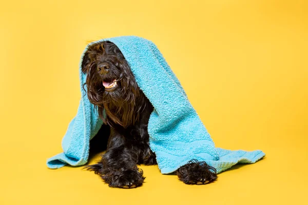 Black Schnauzer miniature dog with a towel on his head against yellow background