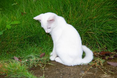 Güzel beyaz kedi çimento zeminde oturuyor, yeşil çimen arka planda..