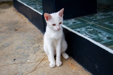 Güzel beyaz kedi ve sarı gözler çimento zeminde oturuyor.
