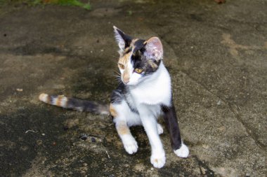 Sarı gözlü bir kedinin yakın plan portresi.