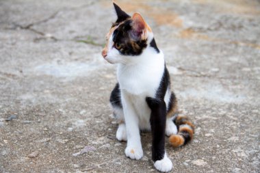 Güzel üç renkli kedi ve sarı gözler çimentoda oturuyor.