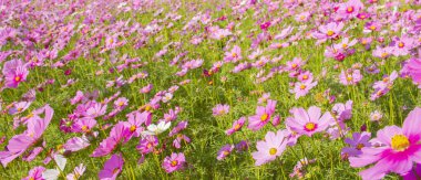pembe cosmos çiçek çiçek açan alanında.